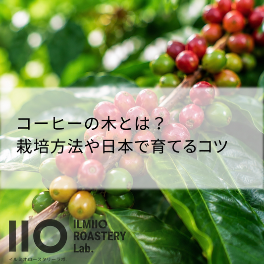 コーヒーの木とは？栽培方法や日本で育てるコツをわかりやすく解説