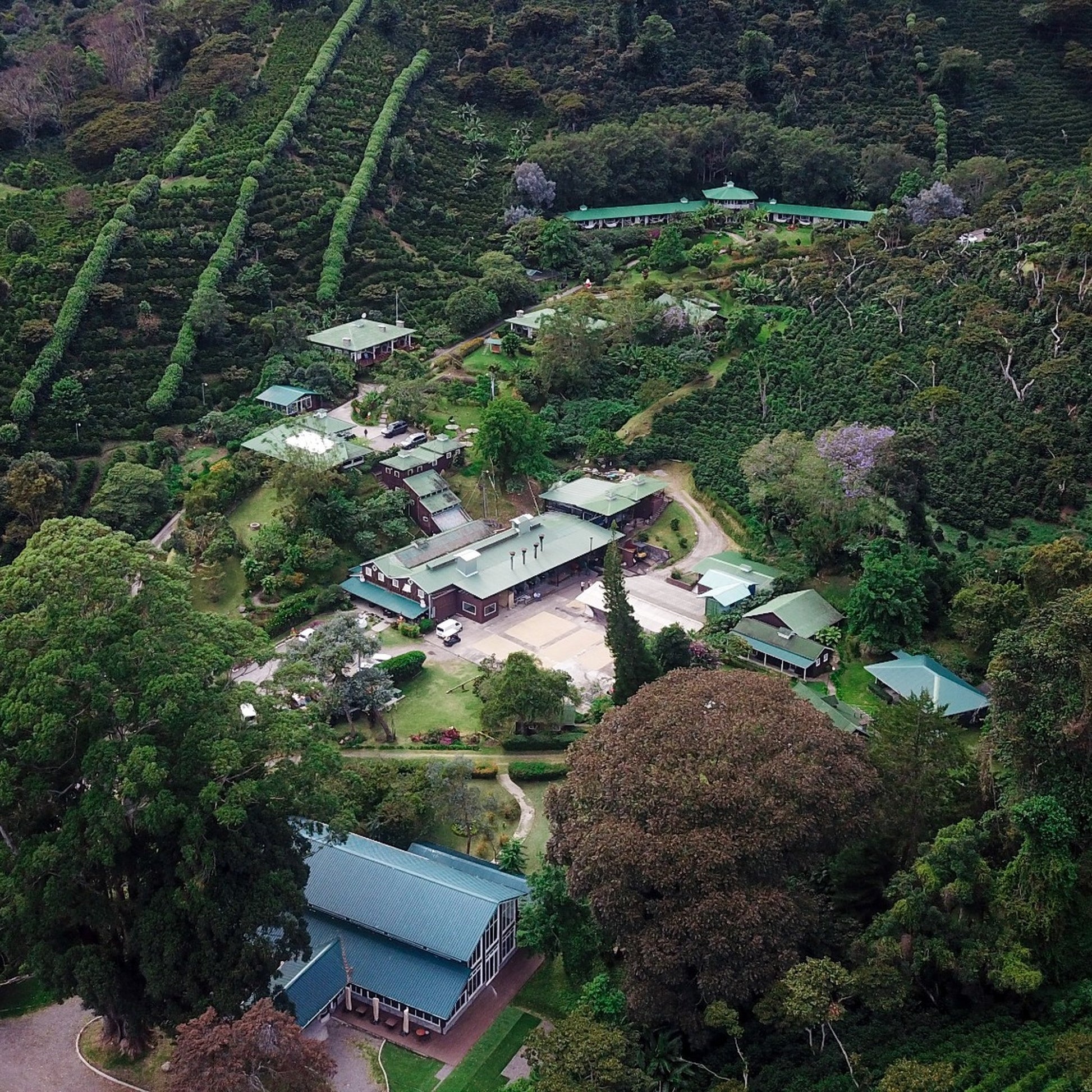 パナマ レリダ農園の風景